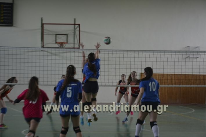 volley _1ogel-kassandra046